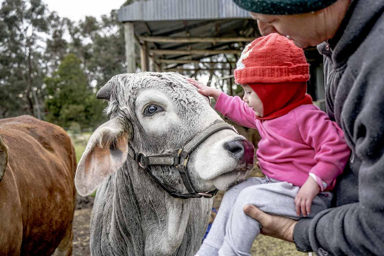 Care for Cows: Why Hare Krishnas Believe in Non-violent Dairy